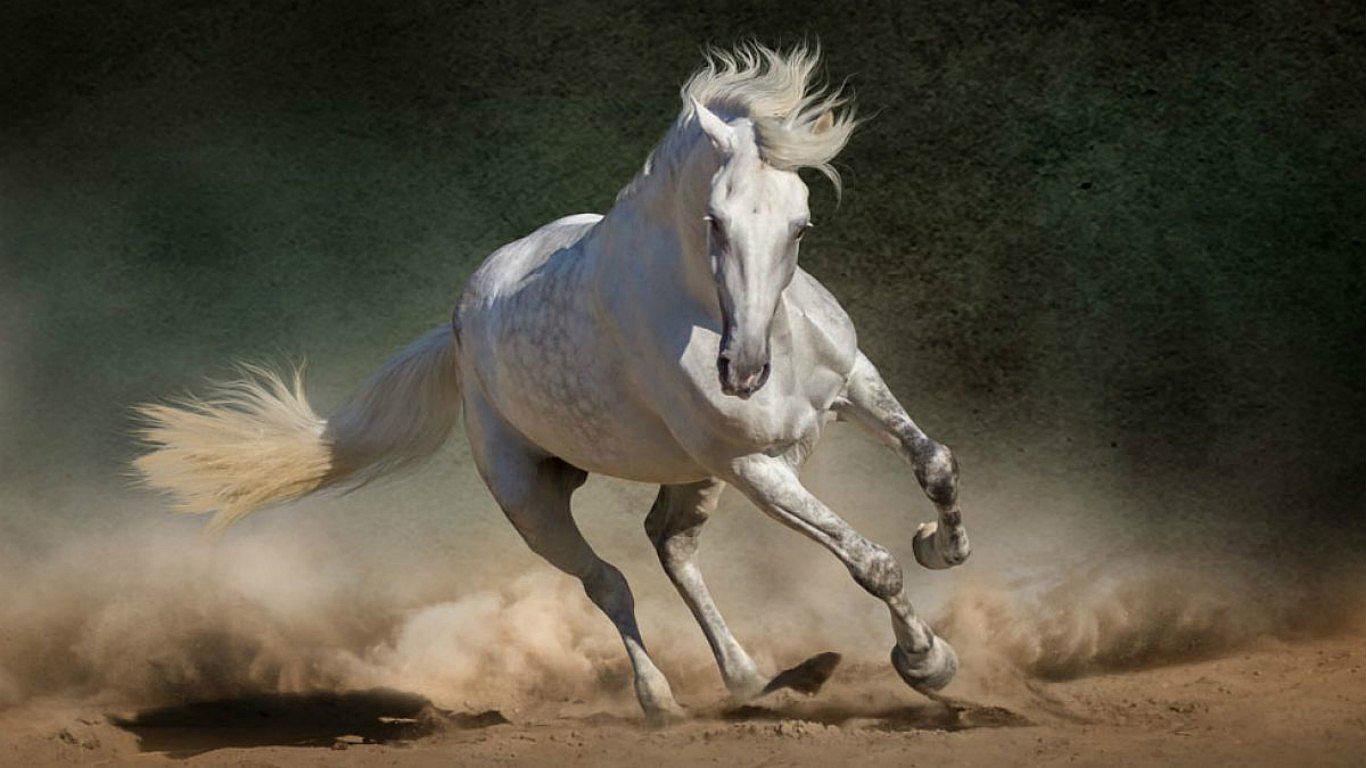 Los caballos salvajes están extintos, según estudio