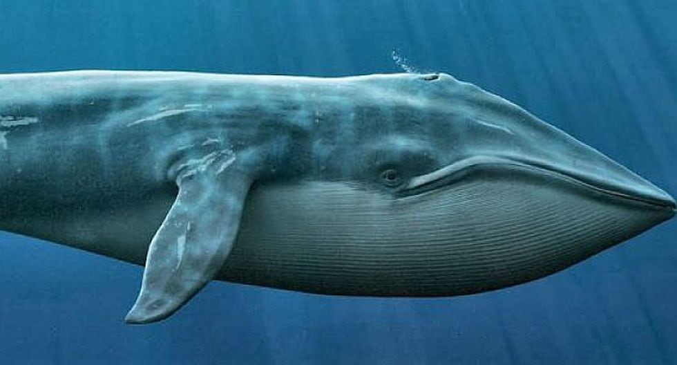  fotos de ballena azul