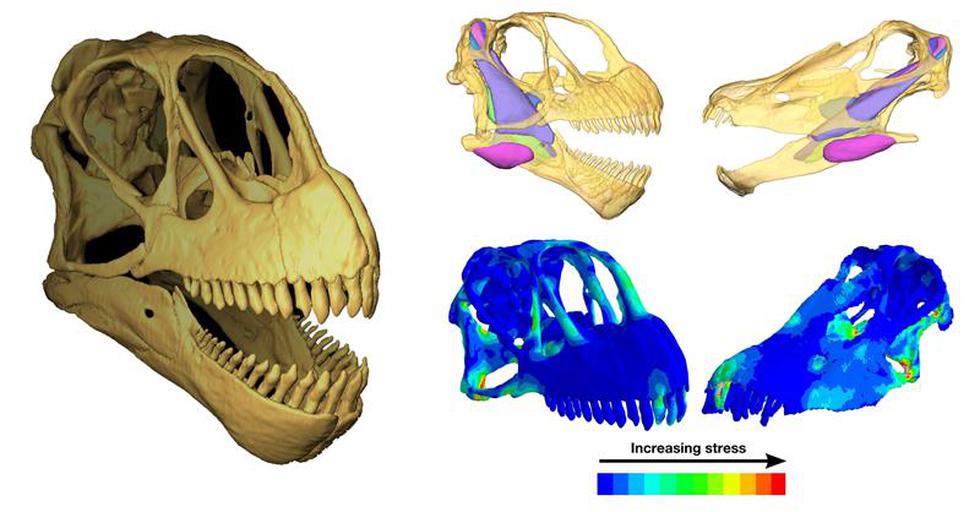 La dieta de los saurópodos explica que viviesen en ambientes desfavorables