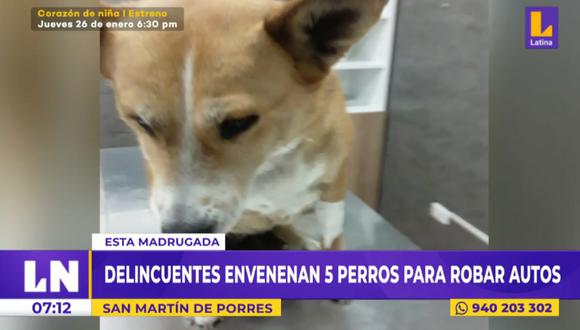Cinco perros fueron envenenados por delincuentes en SMP. Foto: Latina
