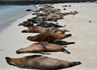 Hallan muertos más de 30 lobos marinos en la costa norte de Chile