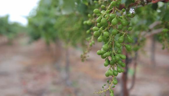 Producción de uvas crecerá en un 30% en 2014