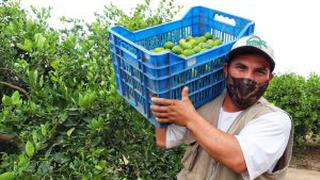 Se incrementa la producción de plátano y limón en la región Tumbes