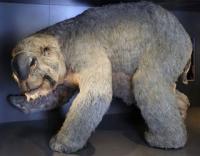 Descubren los restos de un marsupial gigante de hace 50.000 años en Australia