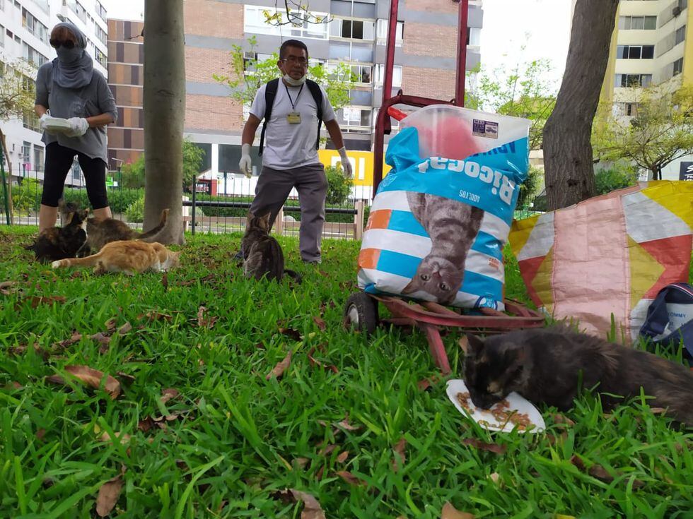 Gatos del parque Kennedy no han desaparecido y siguen siendo alimentados diariamente por voluntarios