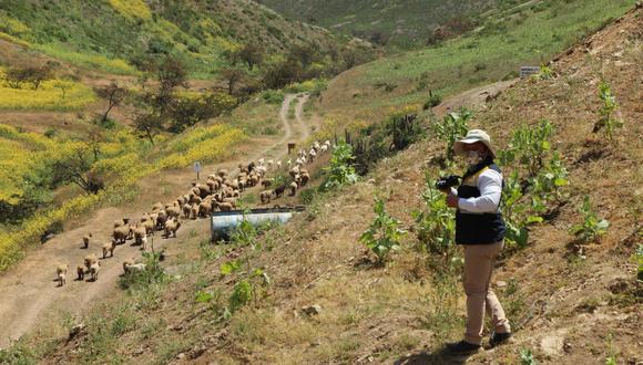 Gobierno Regional de Tacna busca proteger la biodiversidad en lomas y desierto costero con Área de Conservación Regional.
