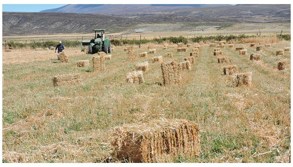 ​Minagri lanza campaña de siembra de 41,155 hectáreas de pastos y forrajes en 22 regiones del país