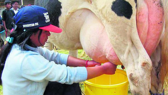 Alternativa económica: Crianza de vacas lecheras