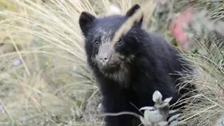 ‘Día Mundial de la Vida Silvestre’: El cóndor andino, oso de anteojos y otras 10 especies en peligro de extinción