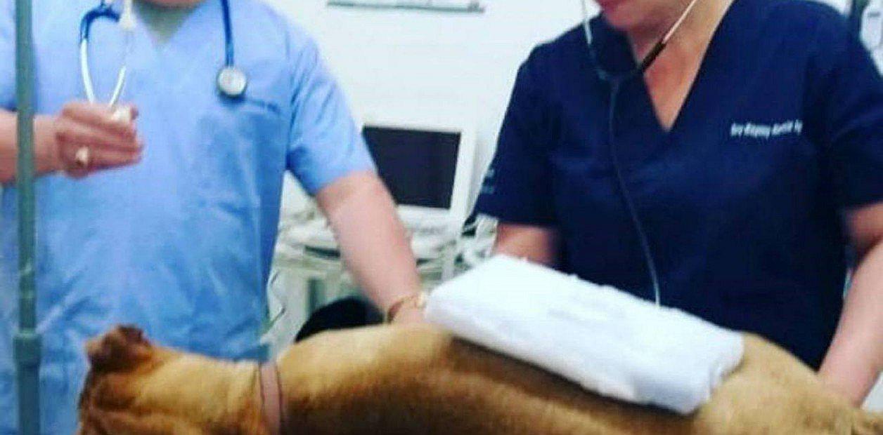 Matan a 20 perros con alimento donado que estaba combinado con veneno en Ecuador