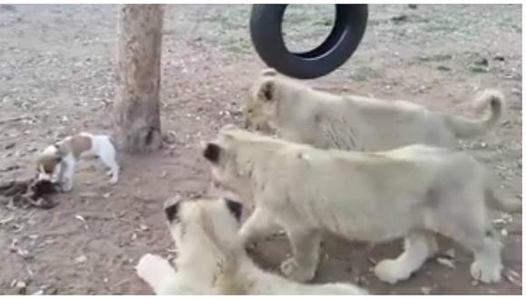 Facebook: Valiente perrito se enfrenta a leones por comida y esto pasó (VIDEO)