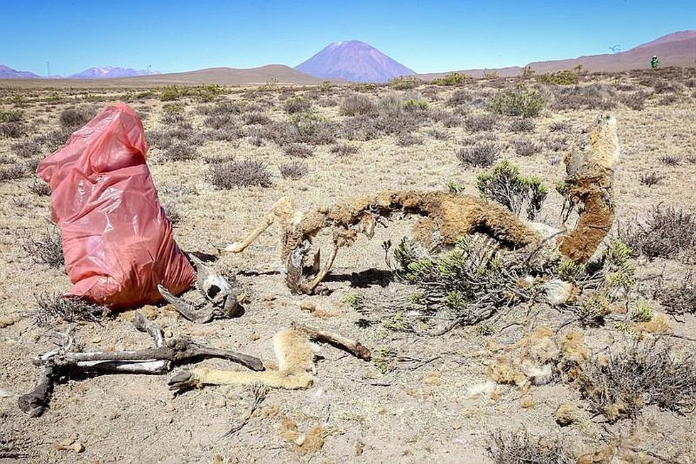 ​Inodoro, heces y llantas encontraron en limpieza de la Reserva de Salinas y Aguada Blanca (FOTOS)