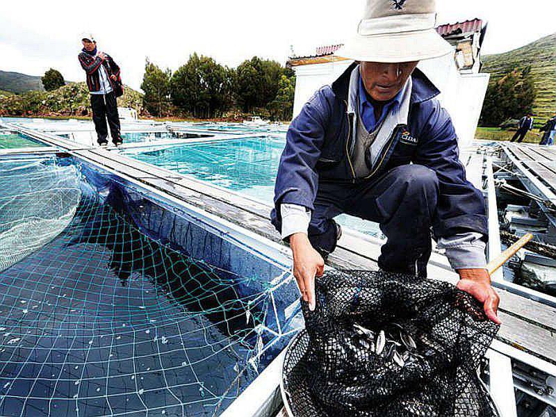 Exportaciones pesqueras para consumo humano ascendieron a $ 908 millones