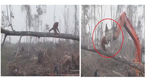  Orangután se enfrenta a excavadora al ver cómo destruye su hábitat (VIDEO)