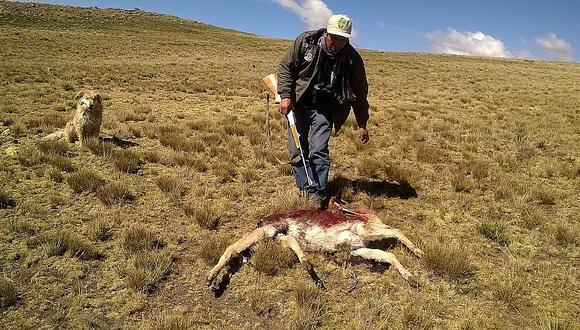 Cazadores furtivos matan 63 vicuñas y generan pérdidas que asciende a 19 mil dólares