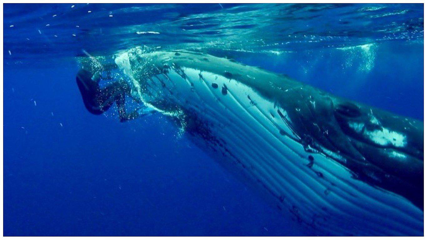 Ballena salva a una buzo del ataque de un tiburón en el Pacífico (VIDEO)
