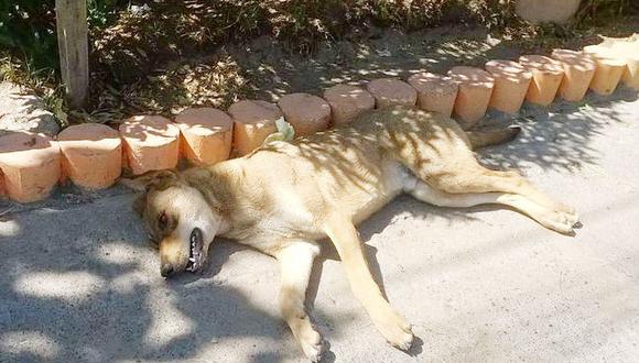 Arequipa: Indignación por envenenamiento de perros en Hunter