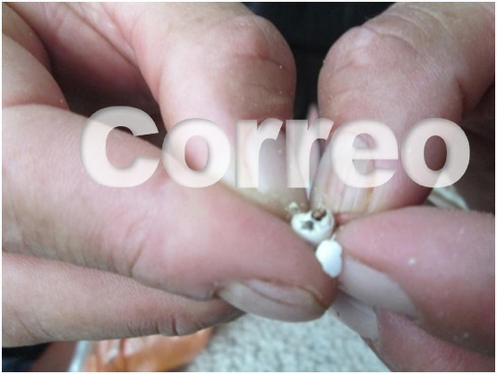 Qali Warma entregó anchoveta podrida y frijoles con gorgojos