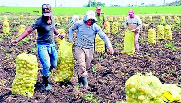 La región Junín ingresa a etapa de cosecha de productos agrícolas en sierra y selva