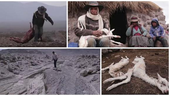 Volcán Sabancaya: contaminación y mortandad de camélidos en Caylloma (VIDEO)