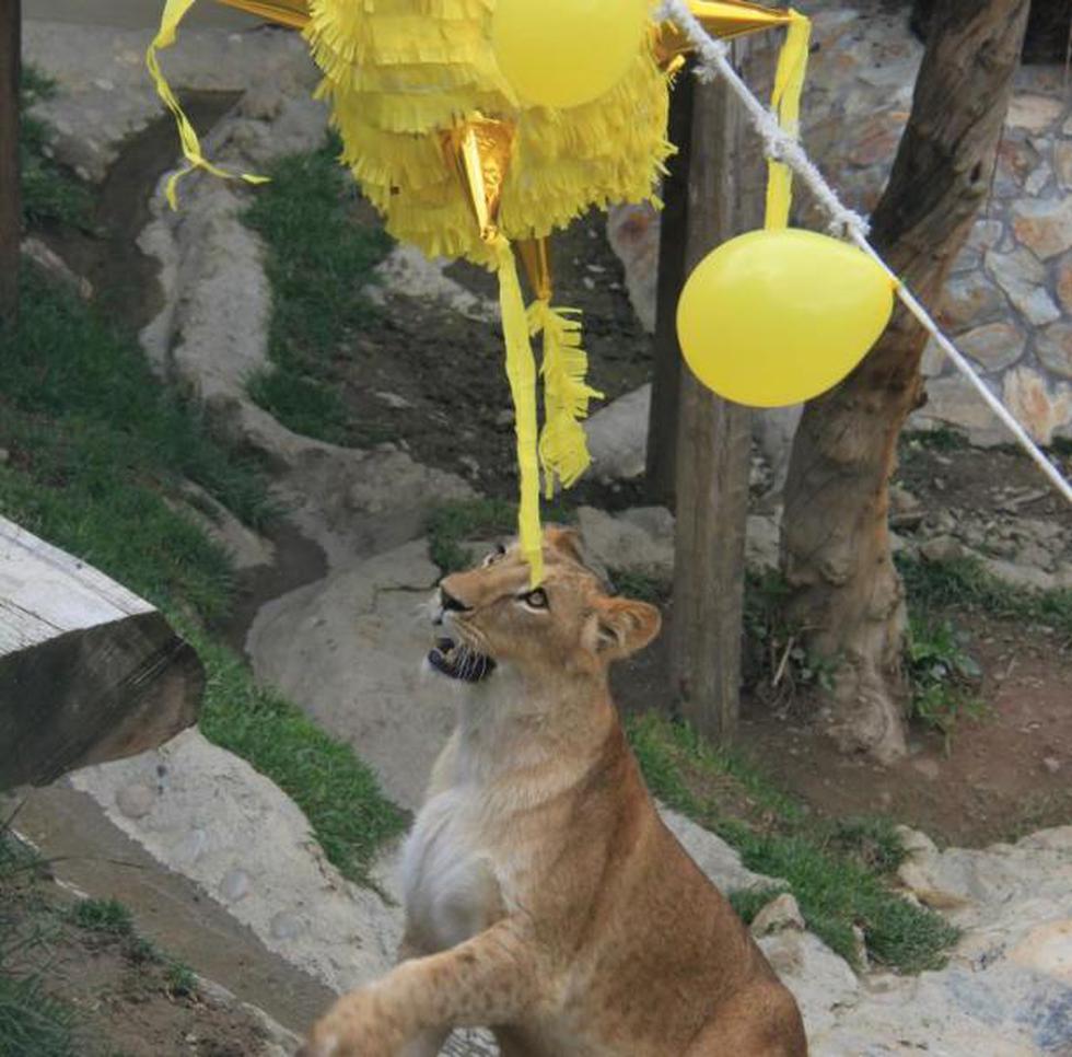 Fotos: Leones nacidos en Huancayo cumplieron dos años