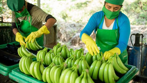 El proyecto busca fortalecer la cadena de producción de banano orgánico