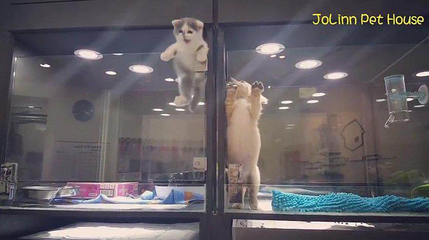 VIDEO: Peculiar fuga de gatito para visitar a su mejor amigo inunda las redes sociales