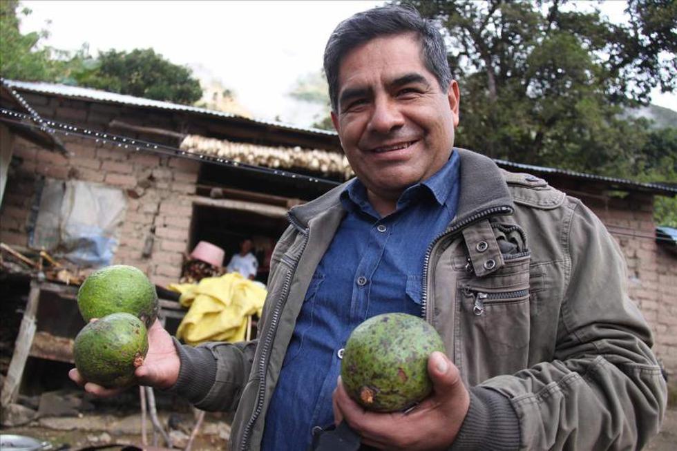 Alcalde de Huancayo supervisa producción de paltos 