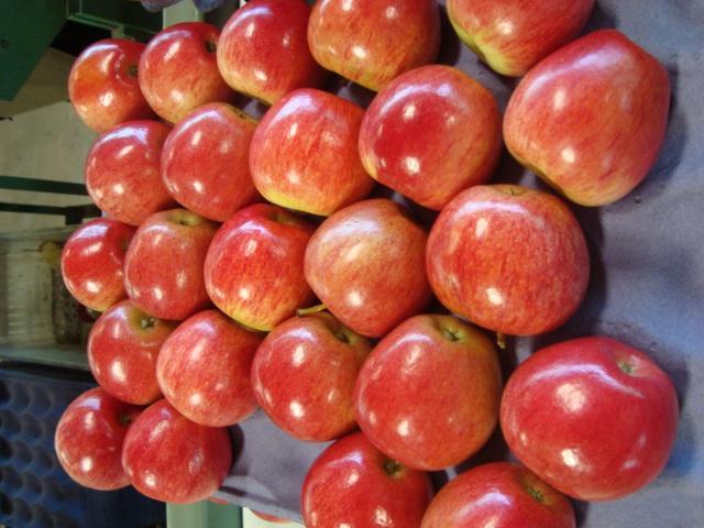 Perú levantaría restricciones al ingreso de manzana chilena la próxima semana