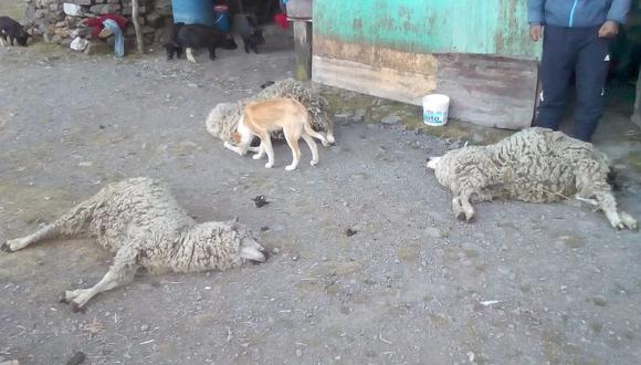​Pasco: ovinos mueren por intensa helada en una de las regiones más frías del país  