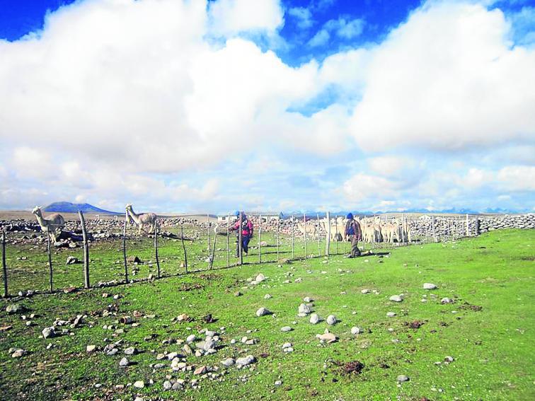 Sustraen 6 alpacas de cooperativa de centro poblado Quiulacocha.
