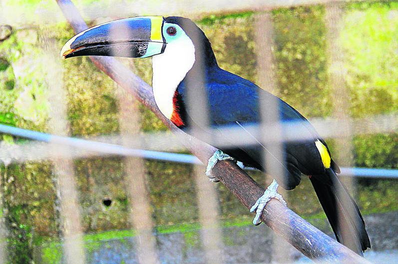 Hombre construye "nido de amor" para aves en Chanchamayo