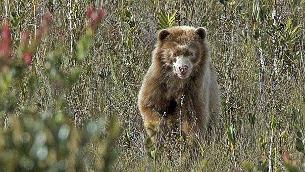 Oso dorado es grabado por primera vez en el Amazonas con cámara oculta (VIDEO)