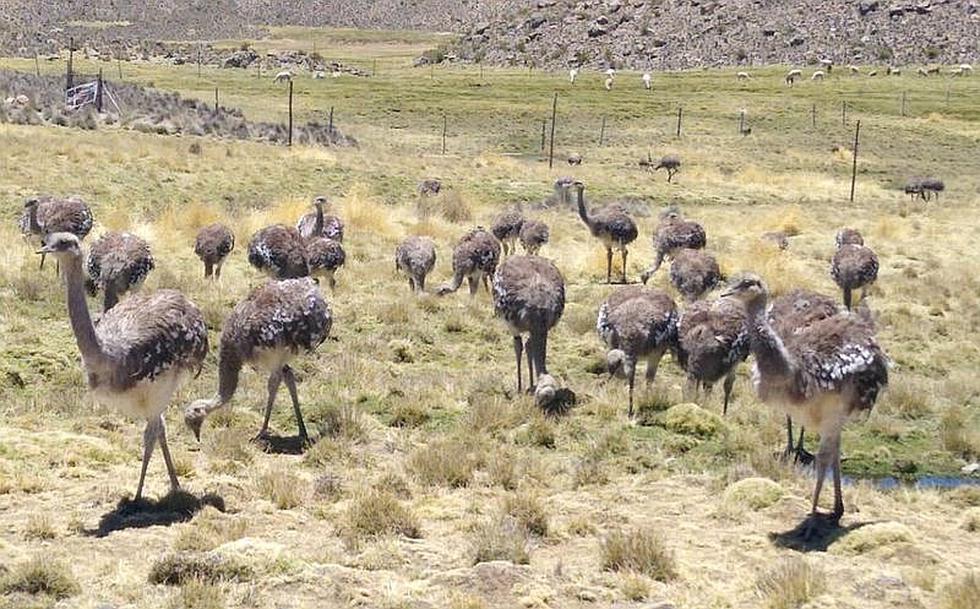Buscan rescatar el suri en Reserva Salinas y Aguada Blanca (FOTOS)