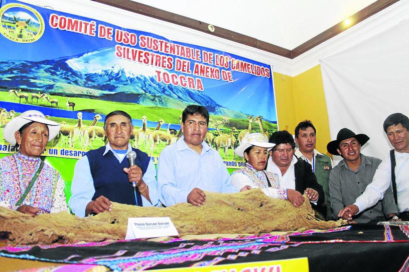 Arequipa: Comuneros temen que vicuñas migren por falta de agua y pastizales