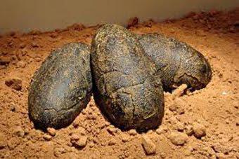 Hallan huevo de dinosaurio en Corire