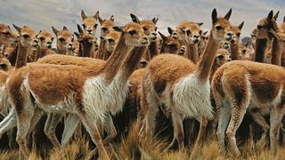 Ayacucho: elaboraron el cronograma preliminar de captura y esquila de vicuñas campaña 2023