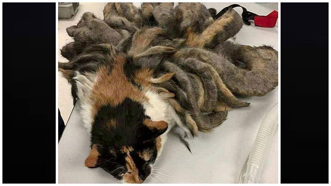 Así fue la sorprendente transformación de gatito "rastafari" después de su rescate  (FOTOS)