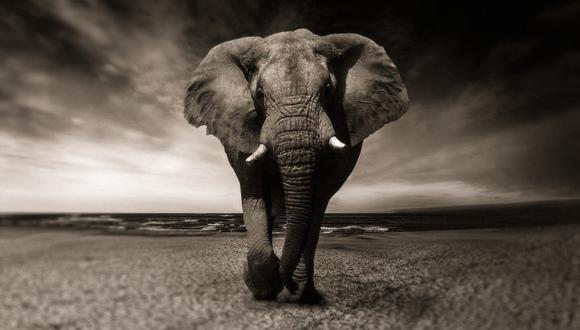 Imagen de un elefante caminando sobre un terreno llano. (Foto: Pixabay/Referencial)