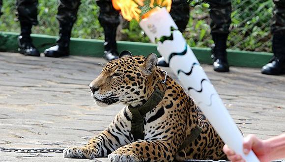 Río 2016: Sacrifican jaguar tras exhibirlo al paso de la antorcha olímpica 