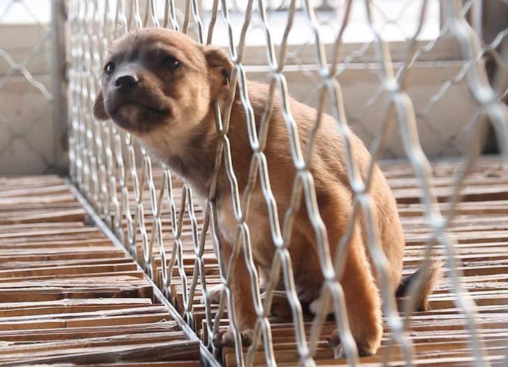 Desde hoy maltratadores de animales irán a prisión, se promulgó Ley de Proteccion Animal