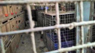 Intervienen criadero clandestino de gallos de Surco y multan con más de S/ 8 mil a los propietarios