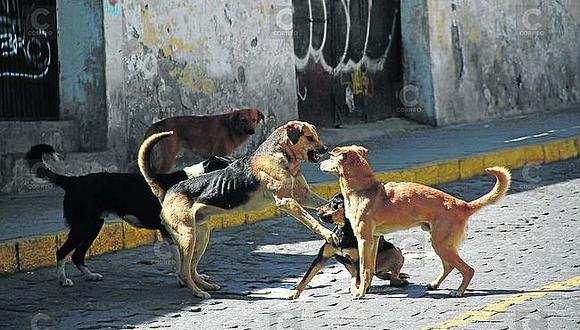 Arequipa: 8 mil perros callejeros no fueron vacunados en campañas