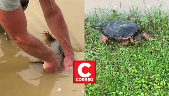 Un hombre rescató a una tortuga atrapada en un estanque inundado; sin embargo, su acto de buena fe no estuvo exento de críticas. | Crédito: @zebadiah528 / TikTok