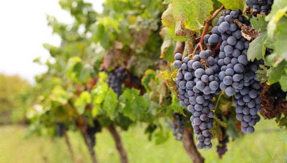 Perú podrá exportar 26 variedades de uva a un mercado de 125 millones de potenciales consumidores (Foto: GEC)