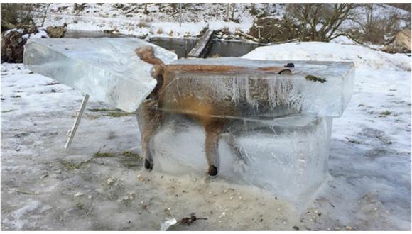 ​El zorro congelado, la imagen viral que muestra la ola de frío en Europa (VIDEO)