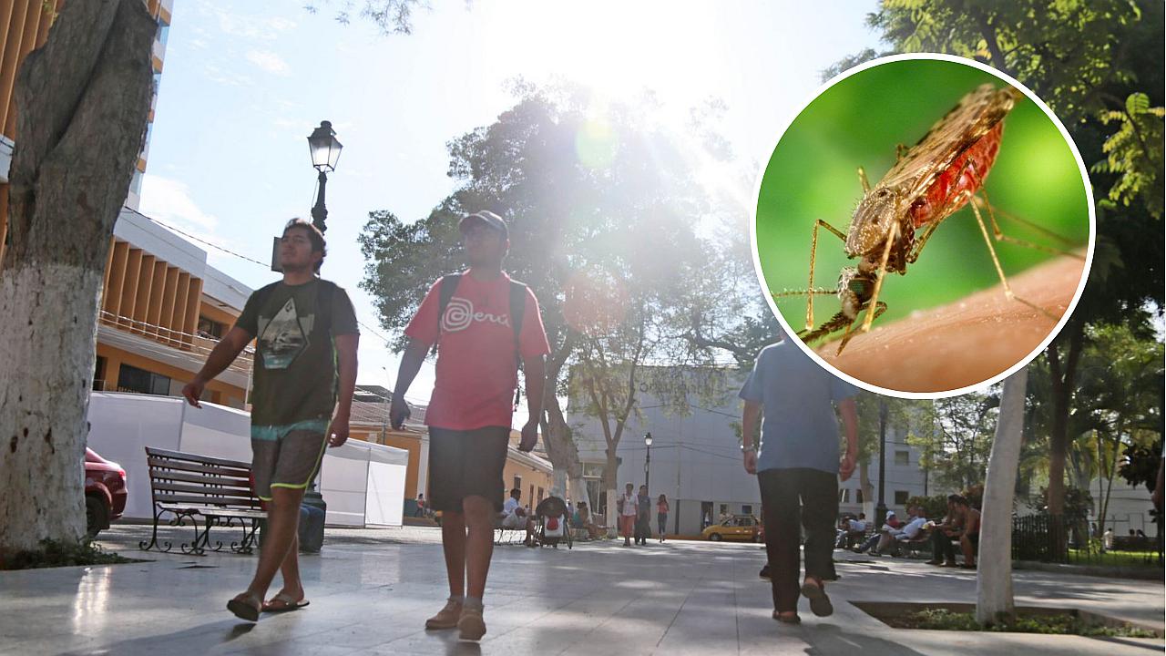  Proliferación de insectos por el calor aumenta riesgo de picaduras en Lima
