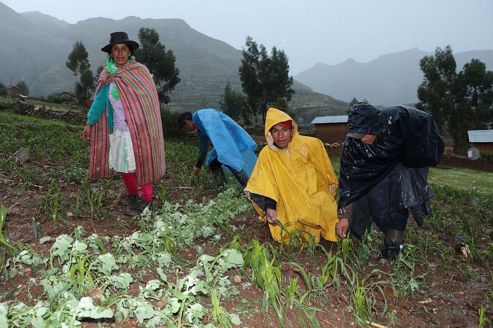 Inusual granizada afecta cultivos en el 11 comunidades del distrito de Totos 
