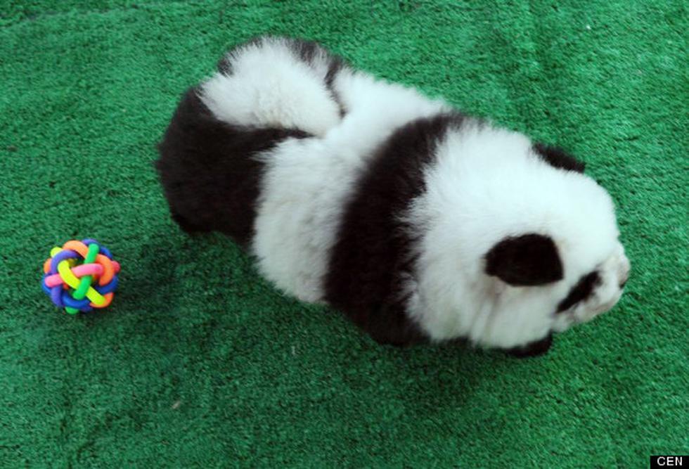 Los "Perritos-Panda" siguen causando sensación en China (FOTOS)