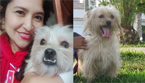 Facebook: Ofrece 500 soles para que lo ayuden a encontrar a su perrito (FOTO Y VIDEO) 